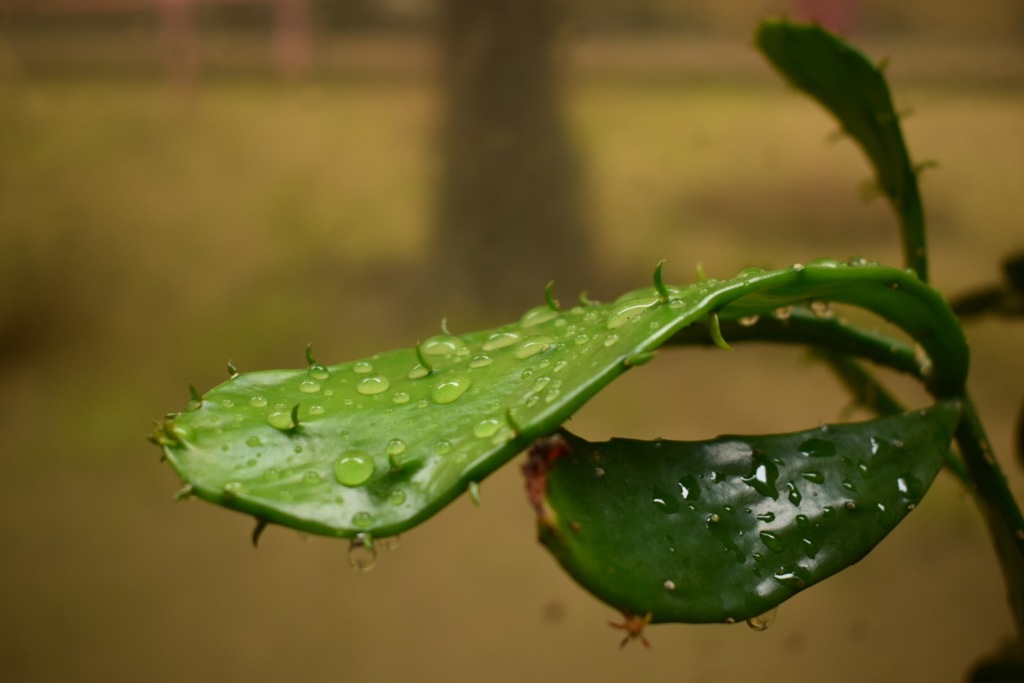サボテンほしいな