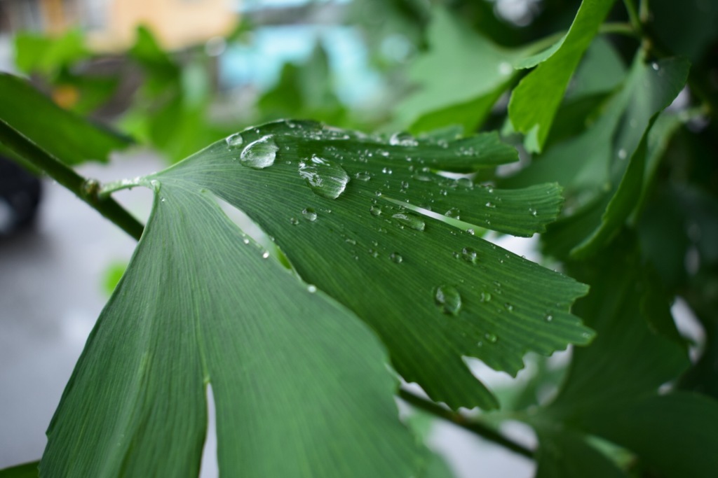 これか撮りたかったの