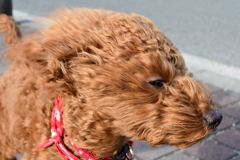 わが家の新幹線