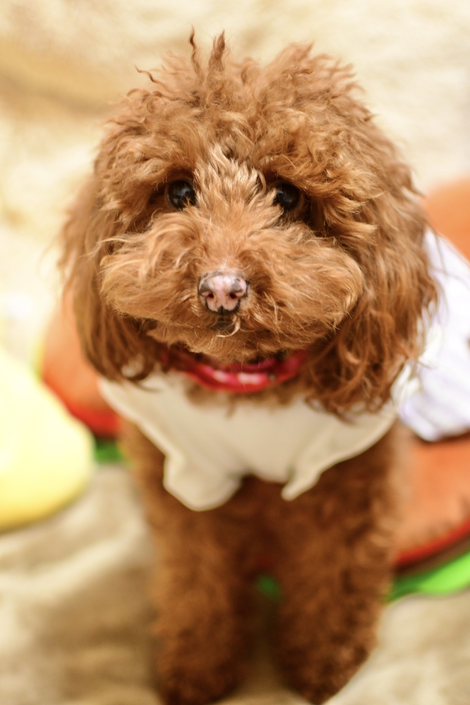 お菓子をくれなきゃイタズラしちゃうぞ！