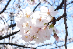 薄桜