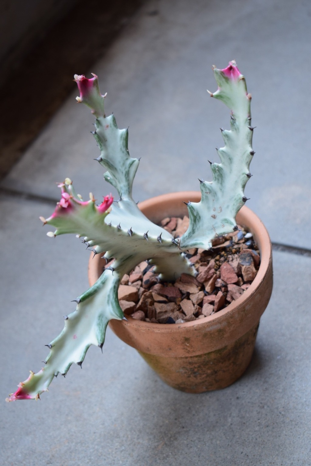 ホワイトゴースト