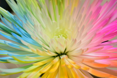 この花のように明るくいたい