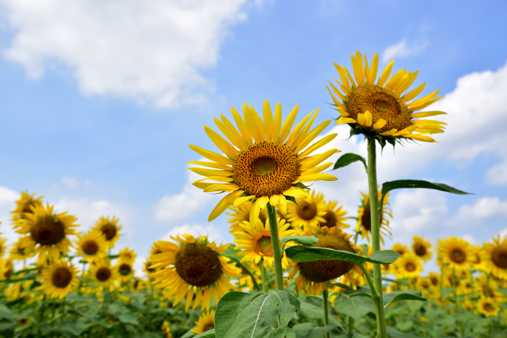 Sun flower