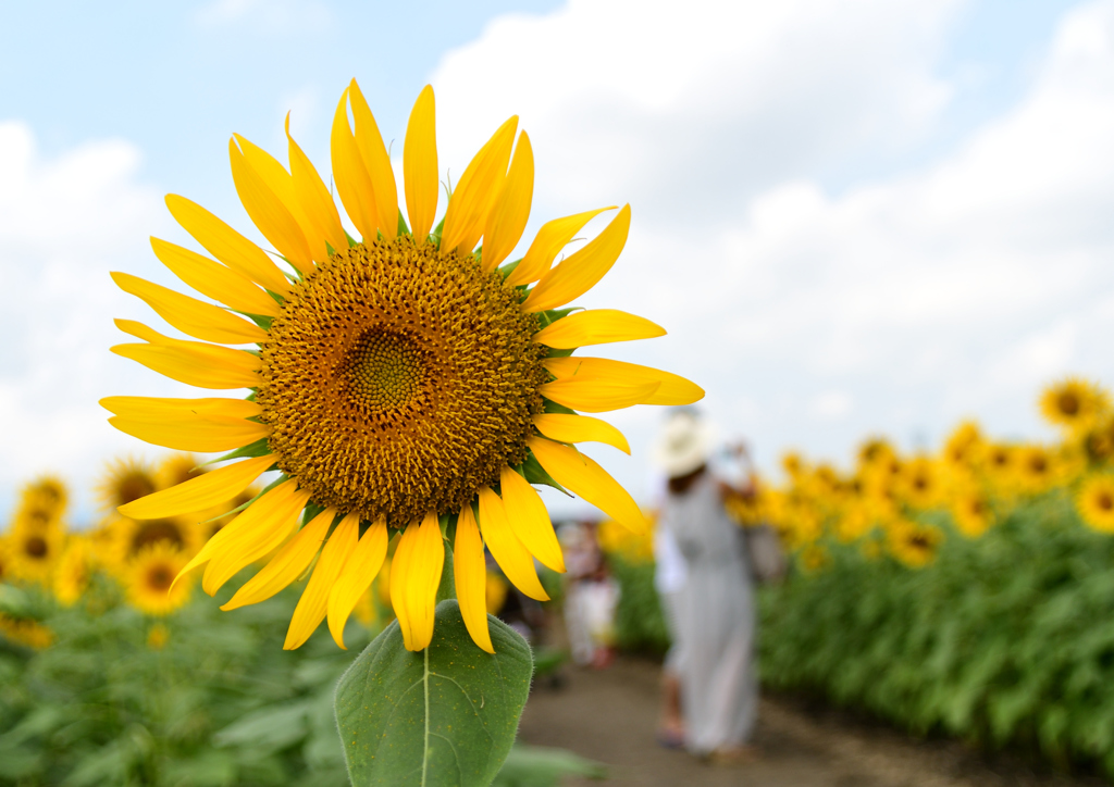 元気をくれる花