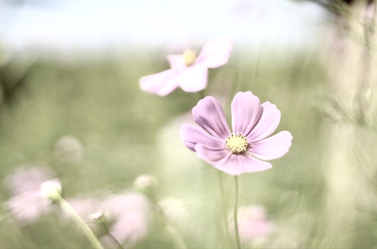 秋桜