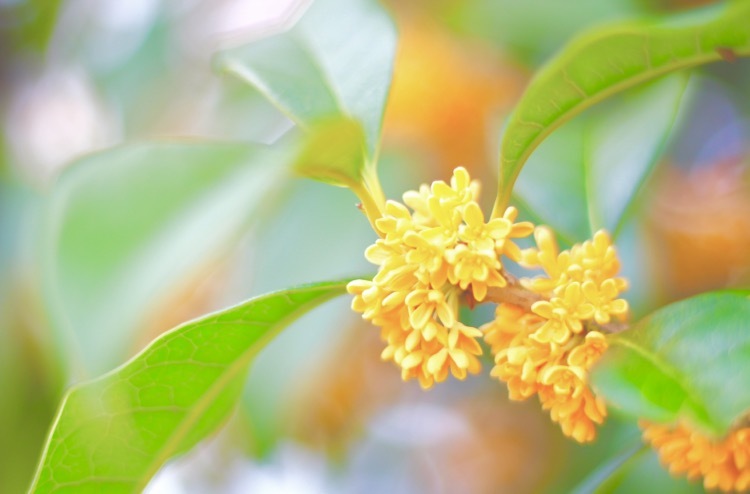 Osmanthus aurantiacus