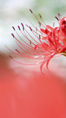 曼珠沙華②