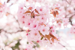 桜