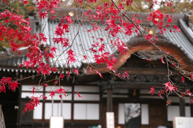 深大寺の秋