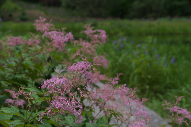 高原の花