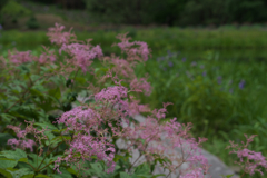 高原の花