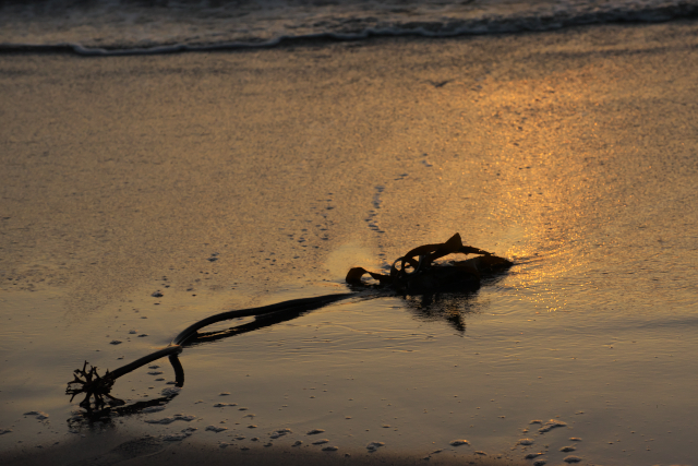 日の出の浜辺