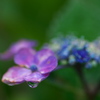 雨後