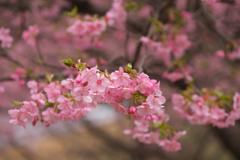 南伊豆の桜