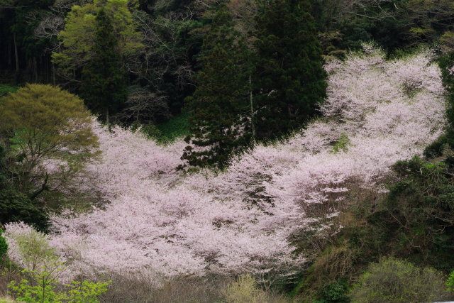 流桜