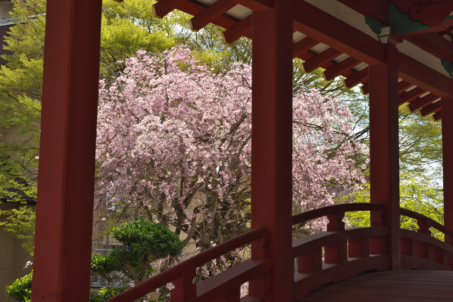 見越しの桜