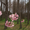 満開の桜