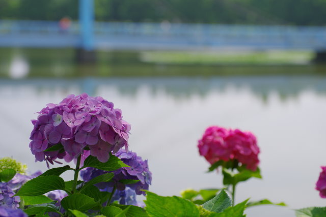 水辺の紫陽花