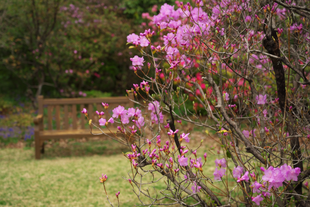 高原の花