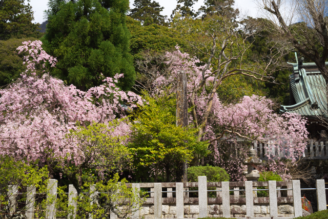 筑波の桜