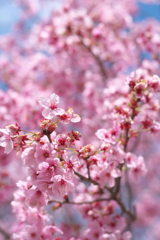 桃色の季節
