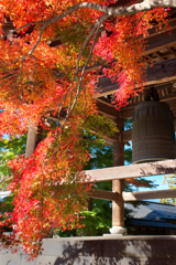枝垂れ紅葉