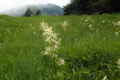 高原の霧