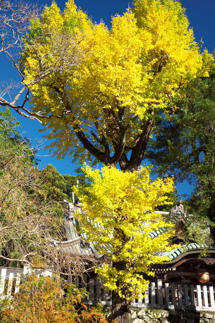荘厳