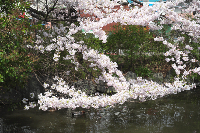 回桜