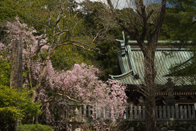 神社の桜