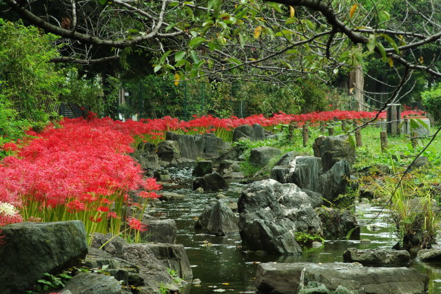 連花