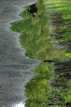 水溜まり