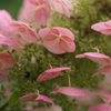 花びら