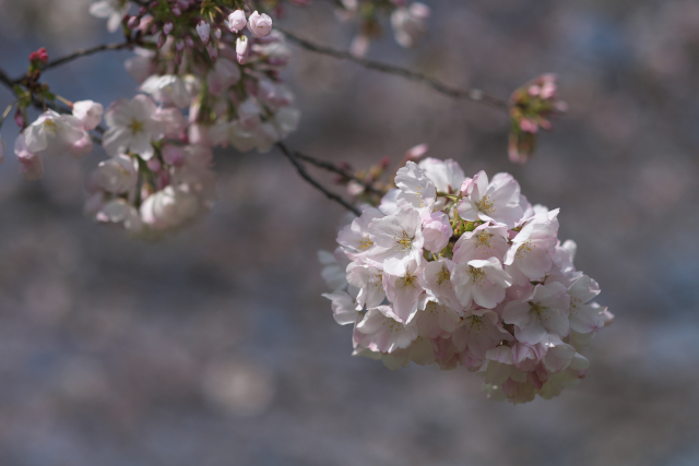 桜春