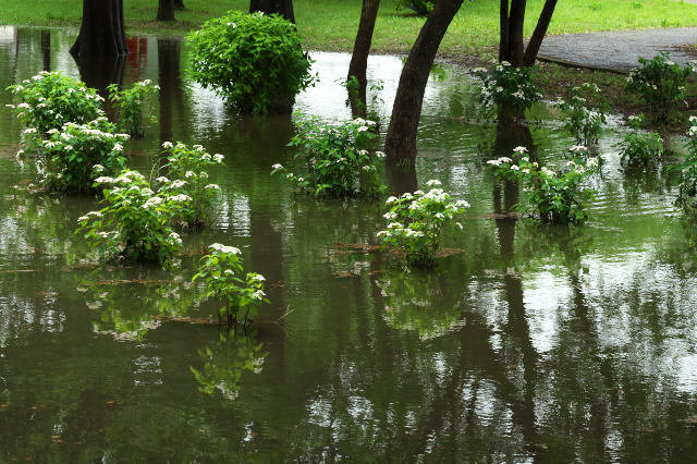 豪雨の後