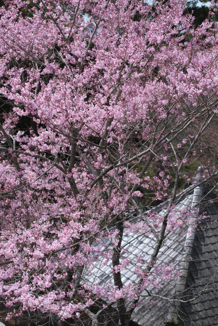桃色の季節
