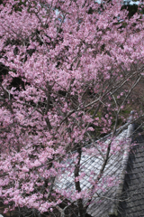 桃色の季節