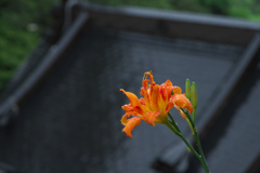 寺門の花