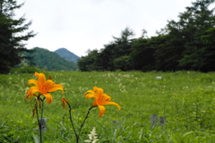 高原の花