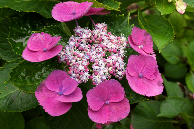 梅雨の花