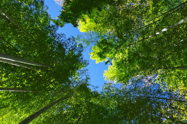 紺碧の空