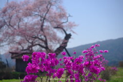 春香