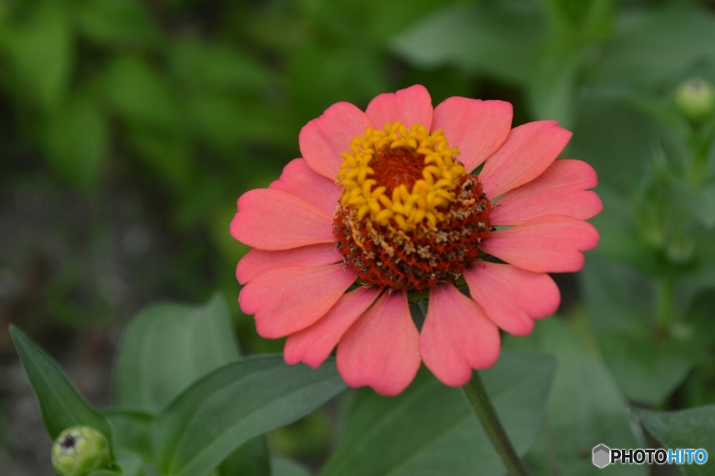 一輪の花