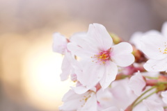 陽桜