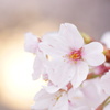 陽桜