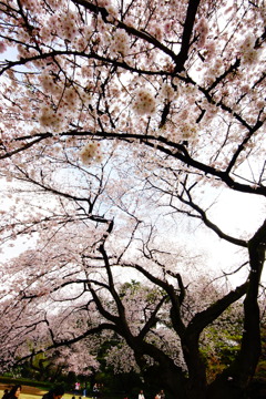 春の雷２（いかずち）