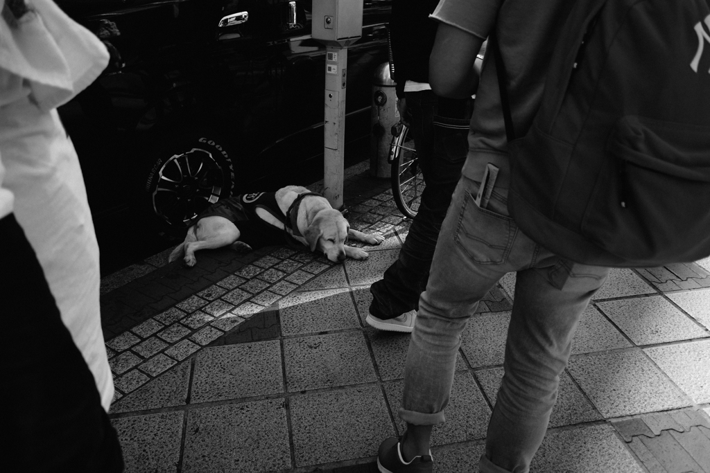 渋谷の犬