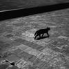 池袋の猫