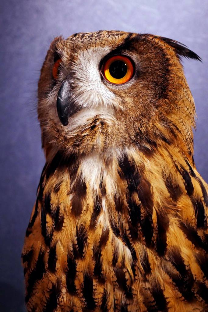 フクロウの肖像